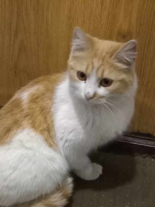 Безкоштовно віддам