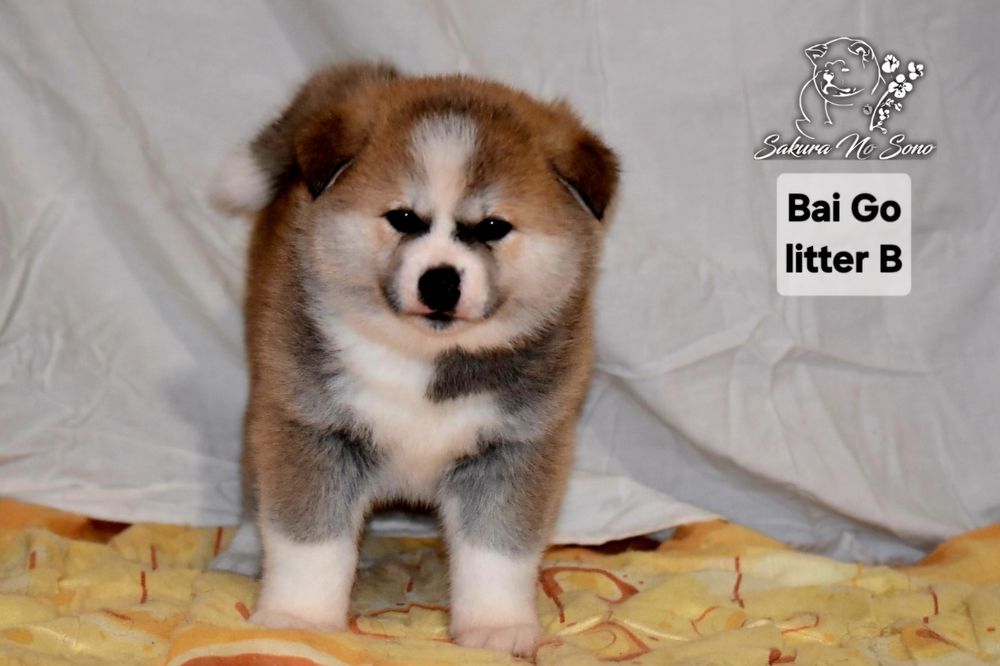 Akita Japonska czerwona suczka i samczyk