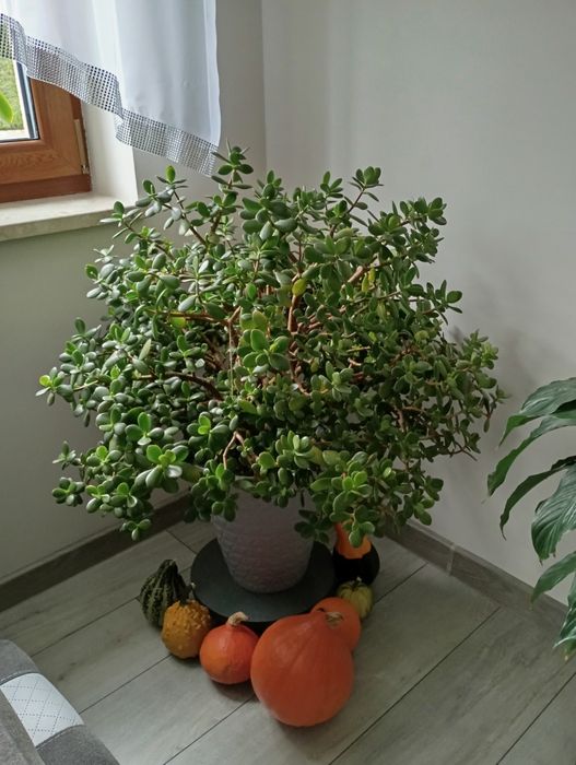 Drzewko szczęścia ok 90cm