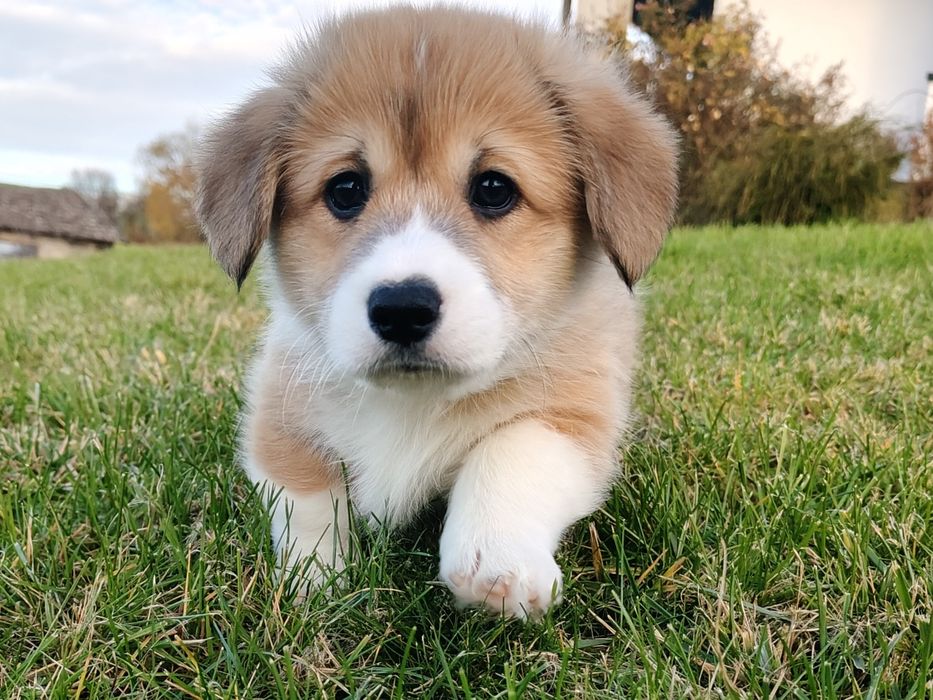 Rudy piesek z długim ogonem Welsh Corgi Pembroke FCI