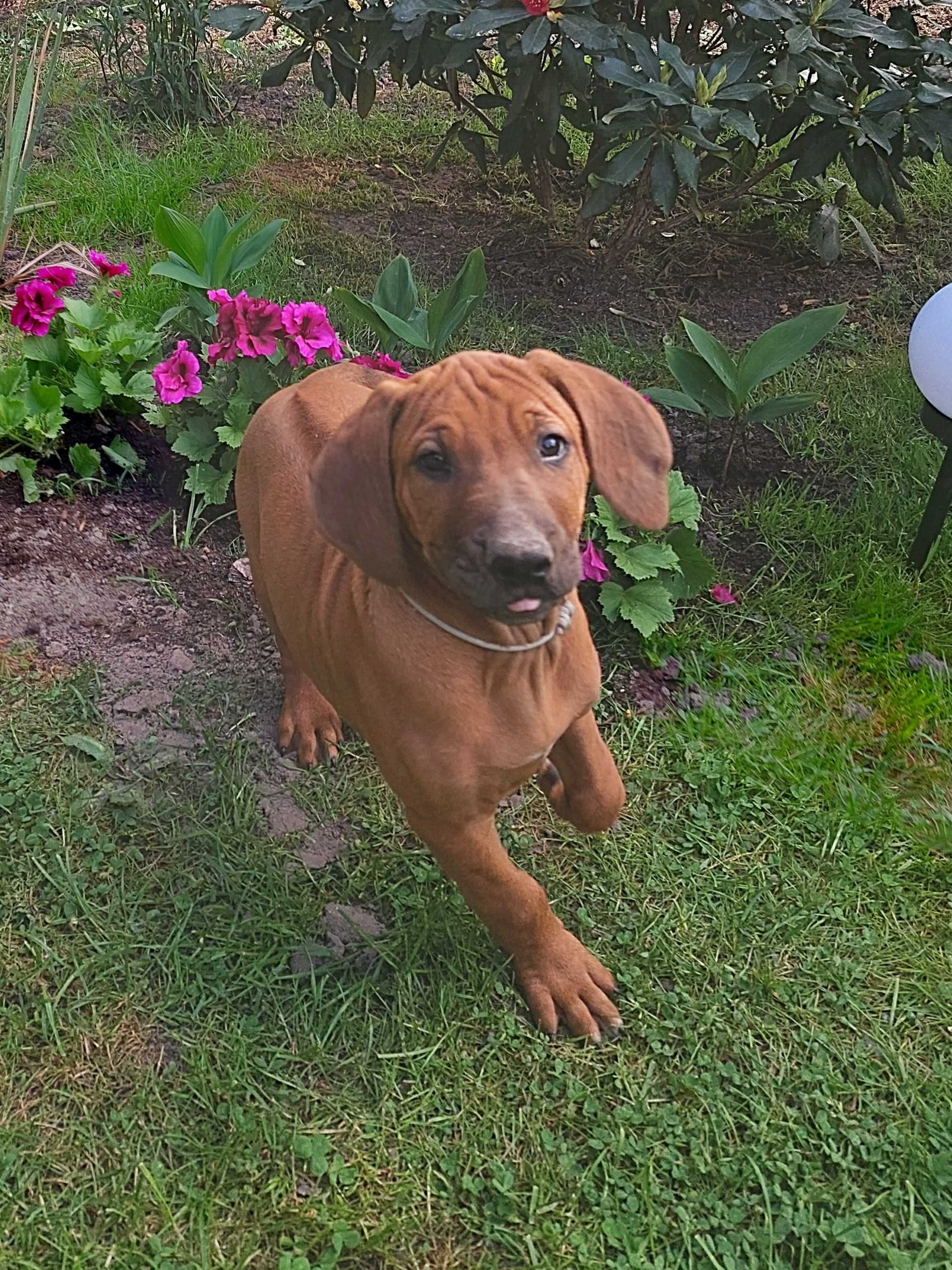 Rhodesian Ridgeback -chłopczyk