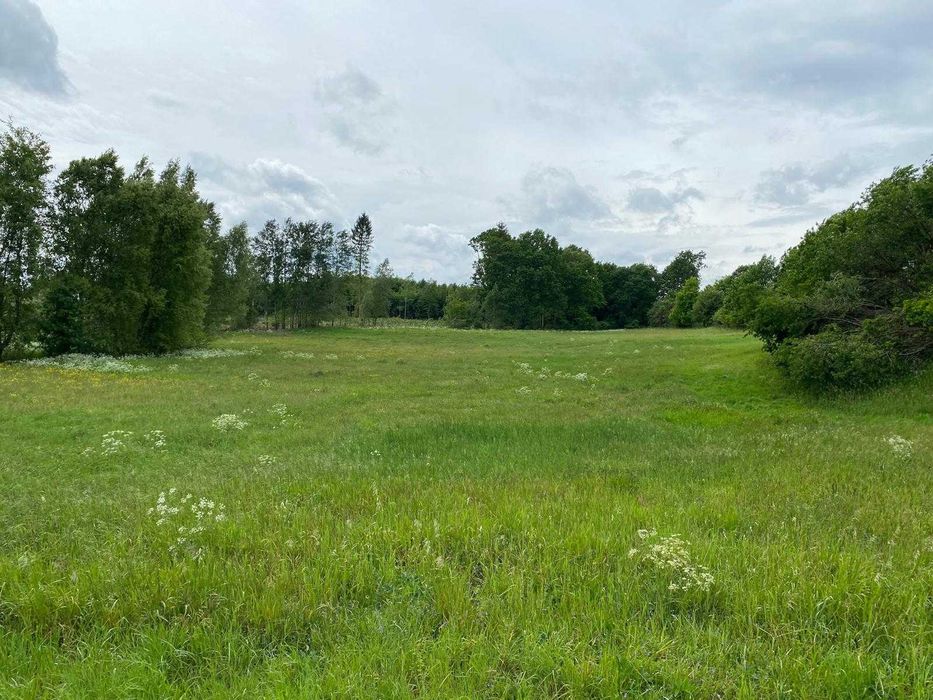 Działka siedliskowa w Wiele 1,72 ha, z wydanymi warunkami zabudowy.