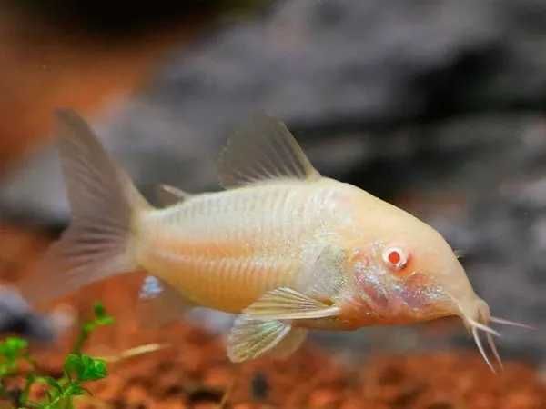 Kirysek spiżowy odmiana ALBINOTYCZNA - Corydoras - Kirys albinos