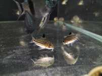 Kirys Julii Corydora
