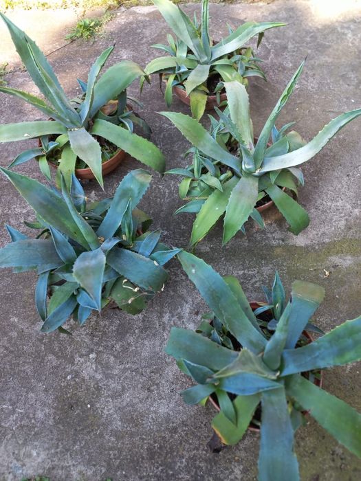 Agawa młoda z odrostami