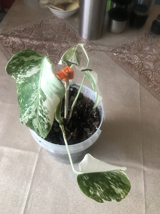 Монстера Альба - варієгарна