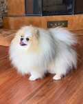 Adopcja pomeranian trzyletni chłopiec