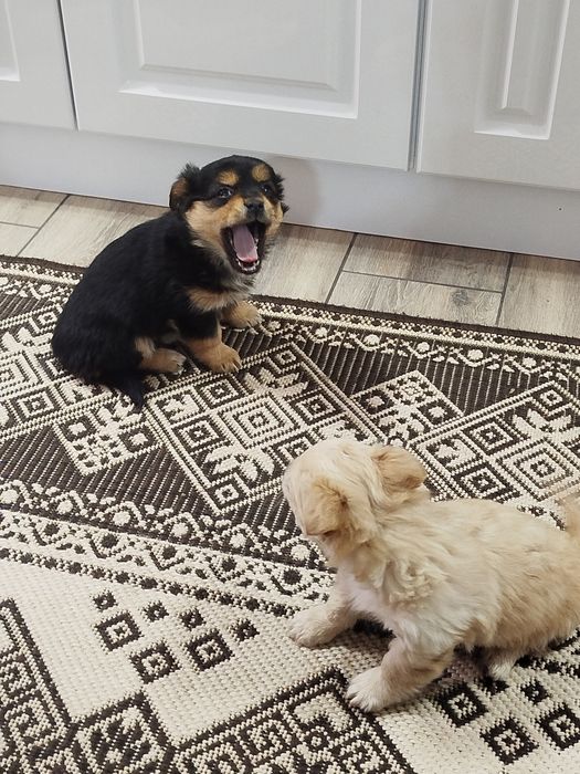 Песик маленької породи