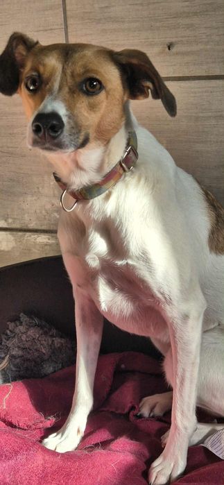 Cudowna sunia dla człowieka o wielkim sercu