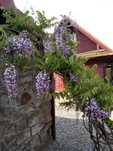 wisteria piękne pnącze
