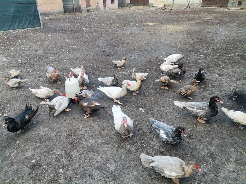 Kaczki francuskie pełno barwne