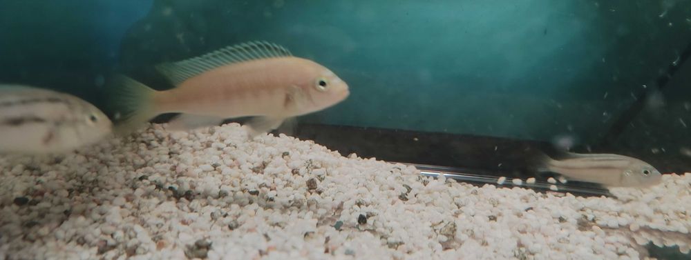 Pyszczaki młode Malawi