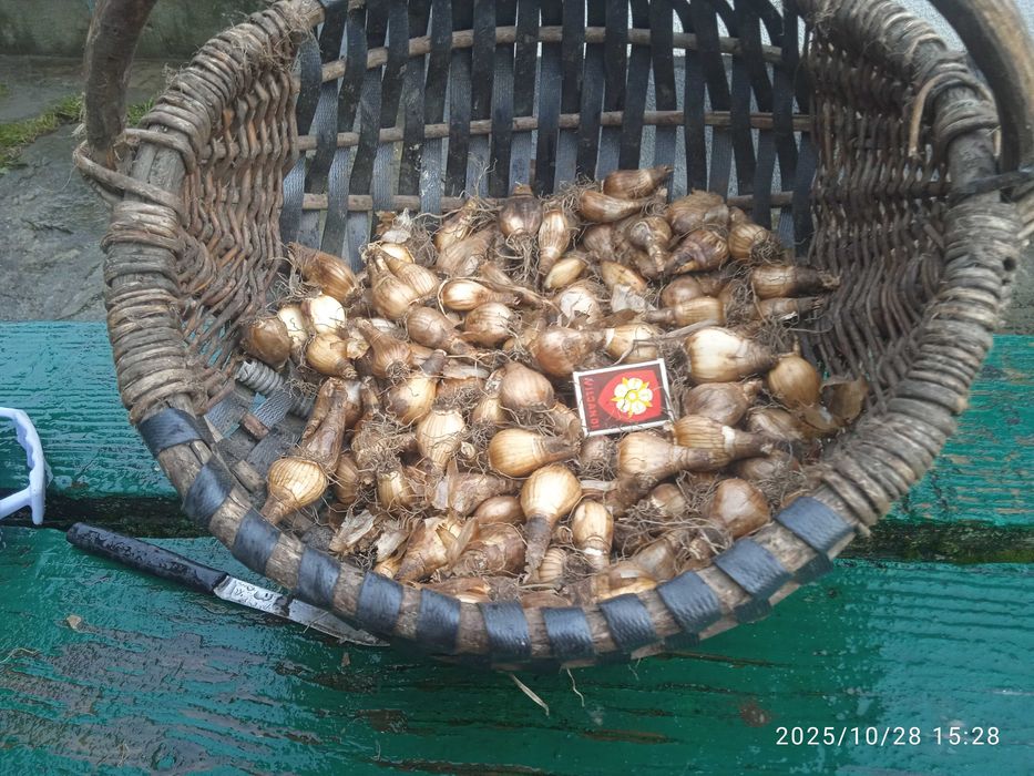 Луковицы \цибулини\ Нарцисс