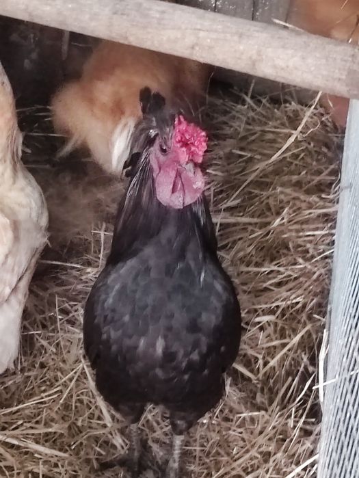 Garnizé macho e fêmea.,