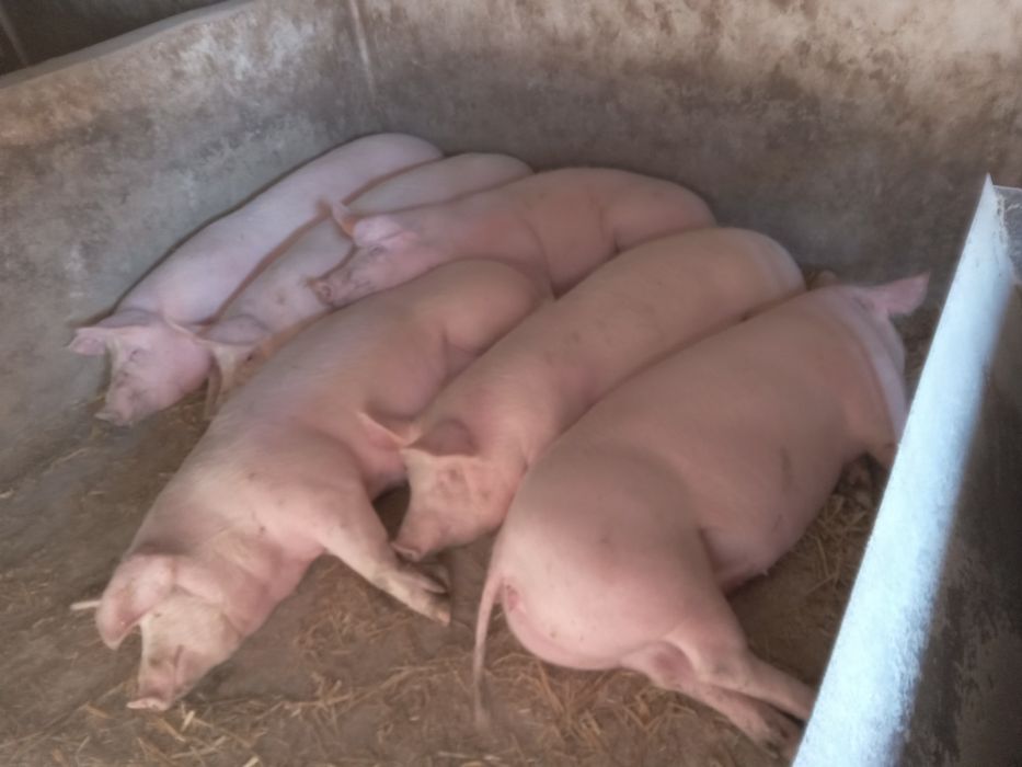 Продам домашніх свиней м'ясної породи