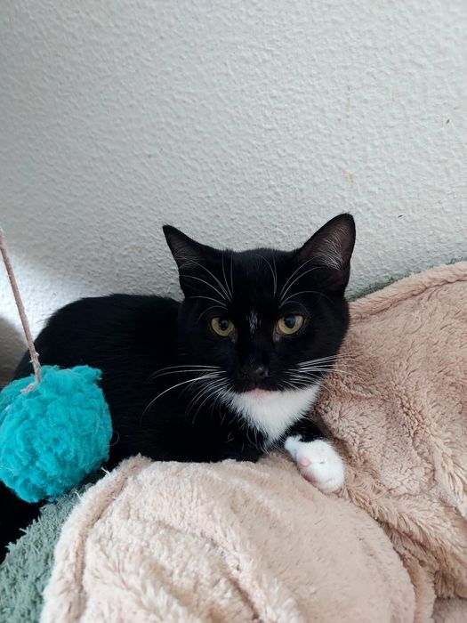 Gatinha para adoção