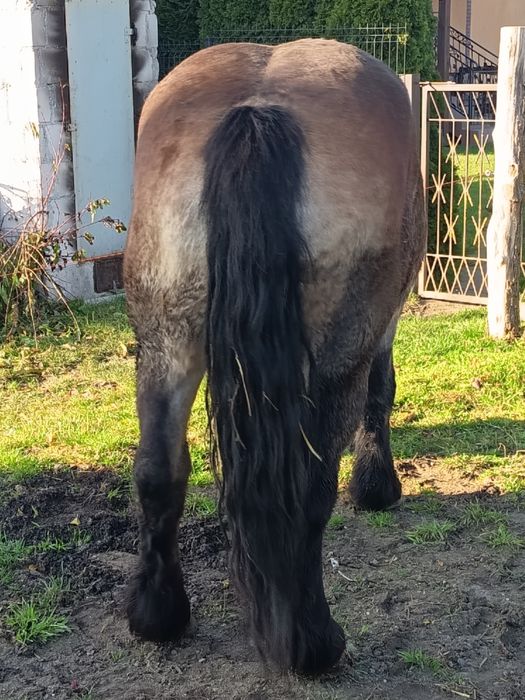 Klacz zimnokrwista typ sztumski