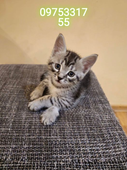 Отдам котят Безплатно