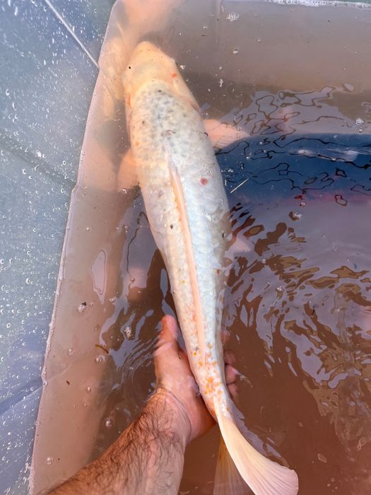 Carpa Koi gigante
