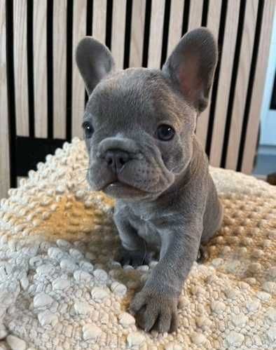 Щенки в голубом окрасе! Полная вакцинация сделана! Французский бульдог