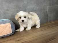 Maltipoo F1 Wyjatkowy Chłopiec z Rodowodem