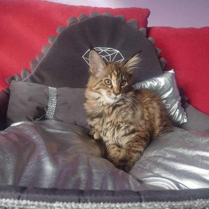 Kotka Maine coon