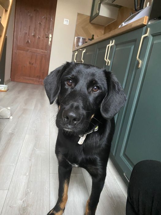 Oddam psa szczeniaka