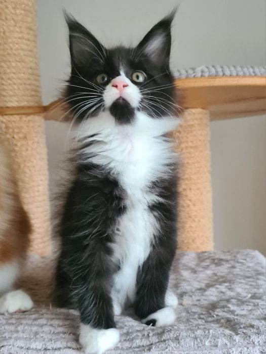 Prześliczny,  czarno biały kocurek