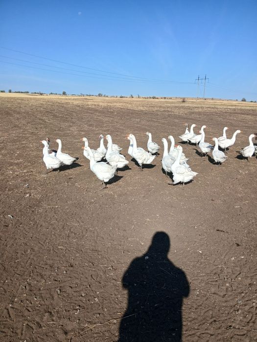 Продам гусей  молодих.