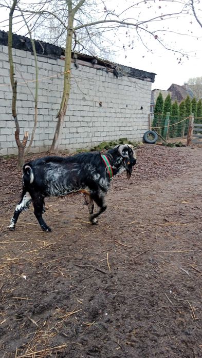 sprzedam kozy  anglonubijskie