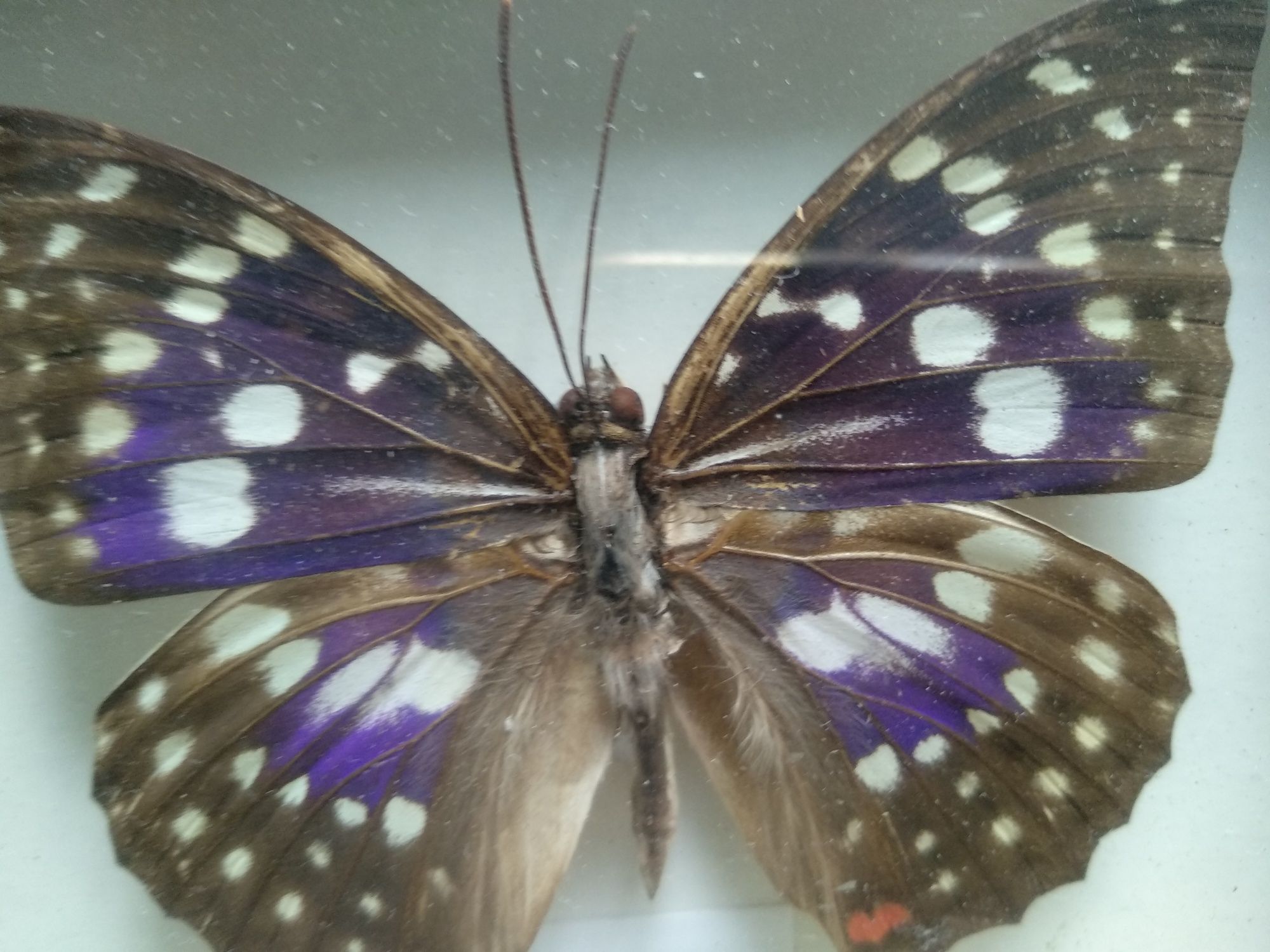 Motyl spreparowany do kolekcji
