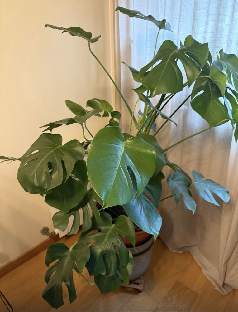 Planta costela de adao