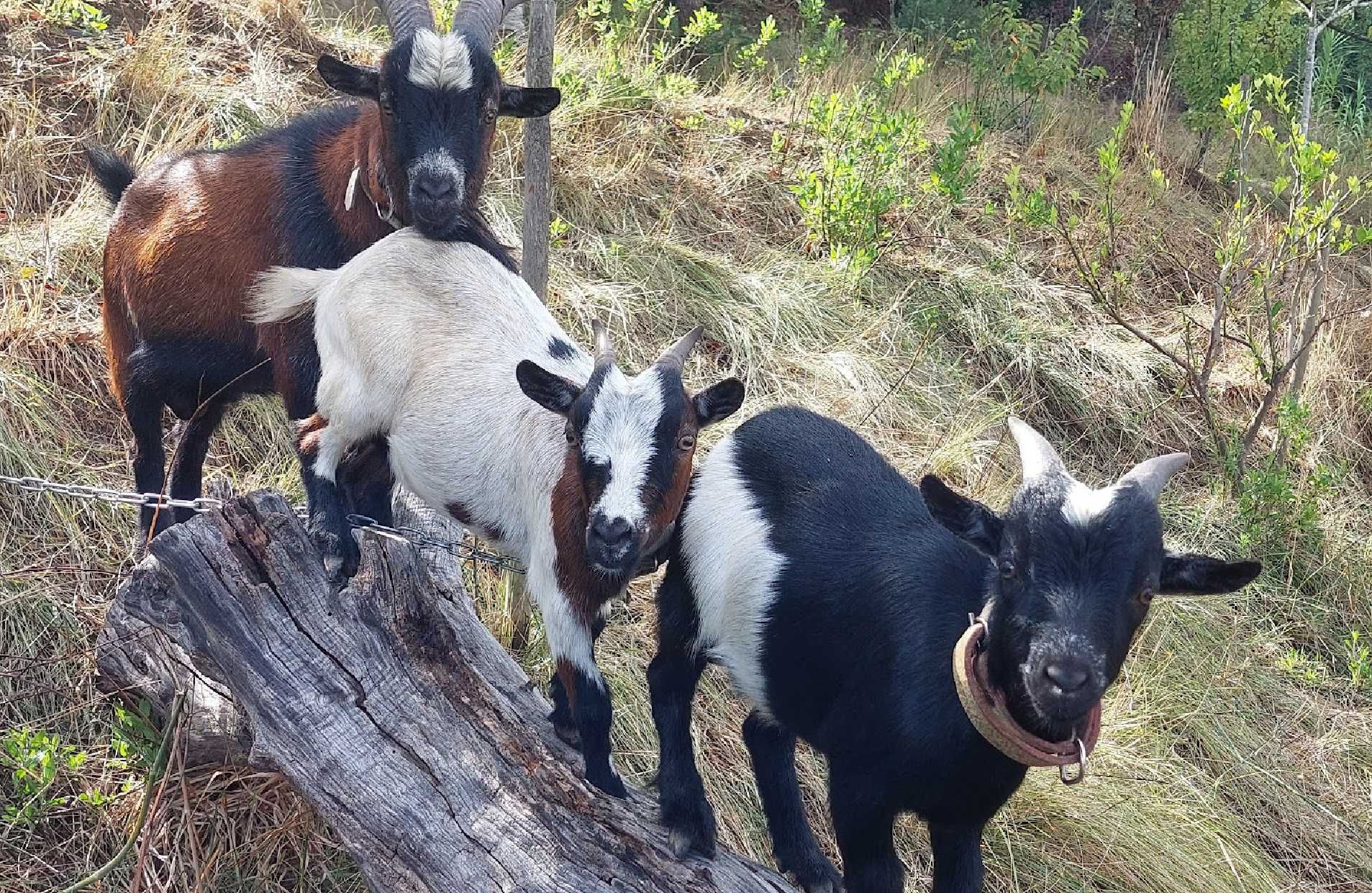 Cabras anãs (domesticadas)