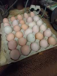 Vendo ovos caseiros