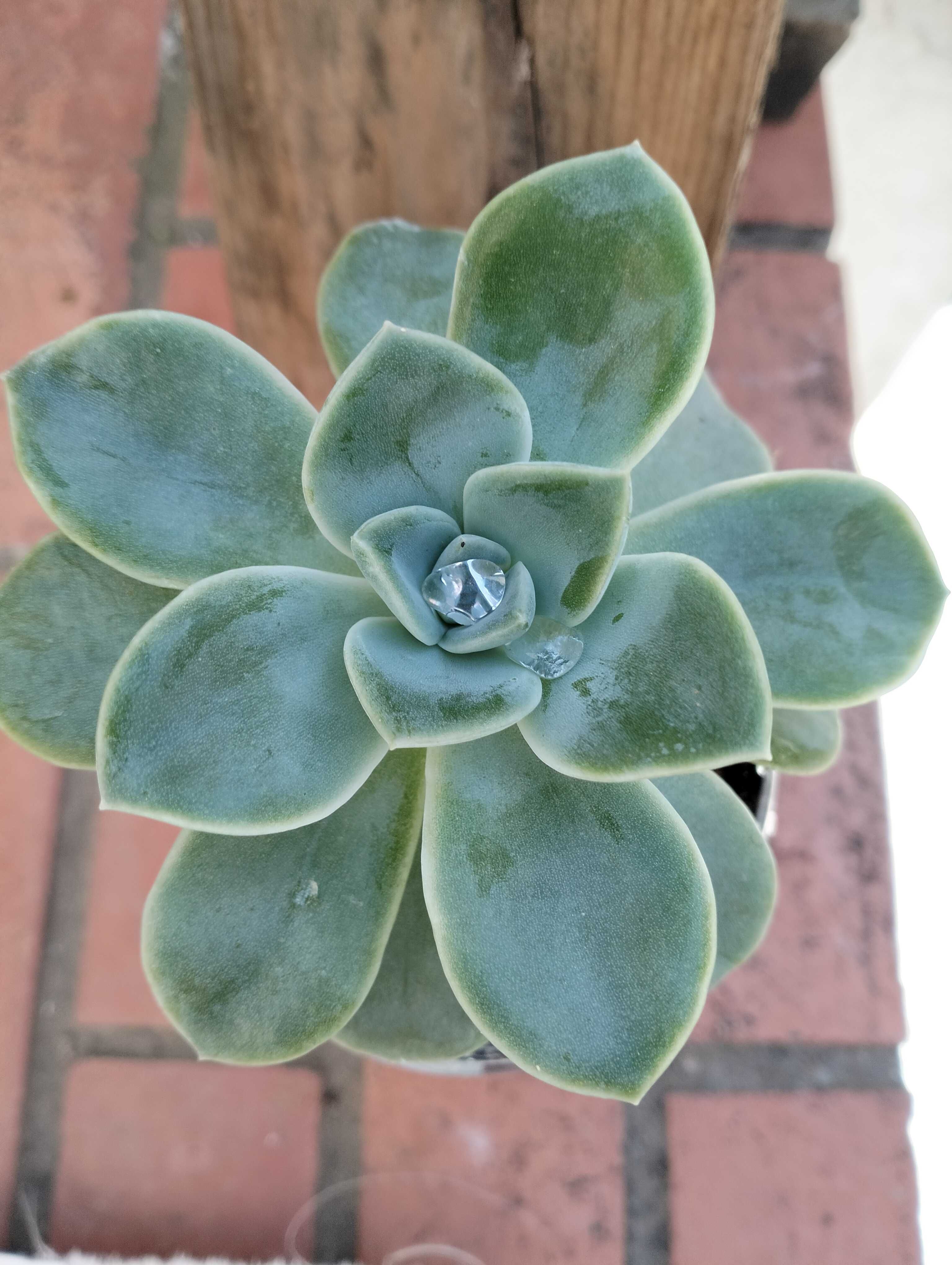 Suculenta familia Echeveria Rockrose