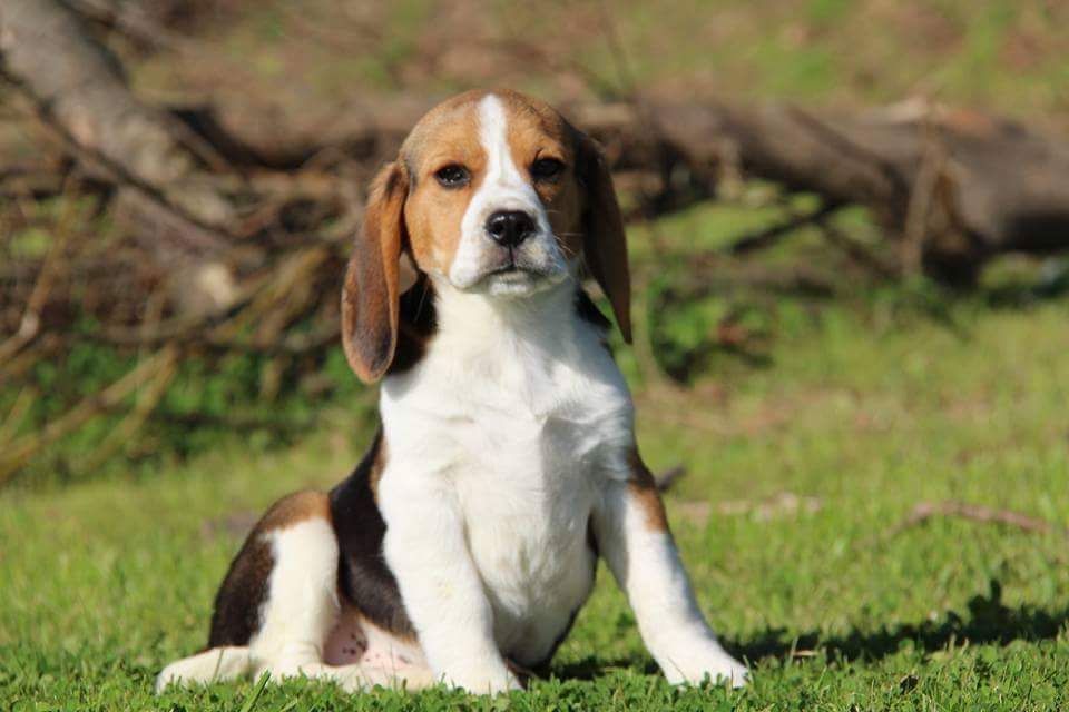 Beagle com Lop e Afixo