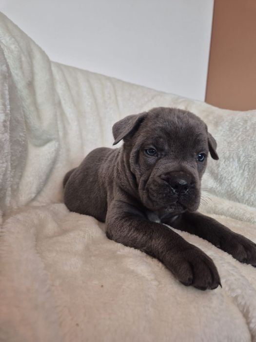 Cane corso Italiano
