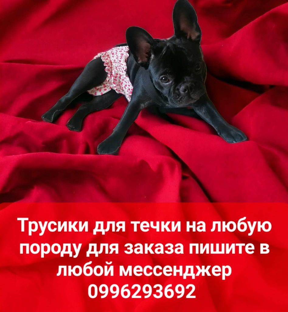 Одежда для собак