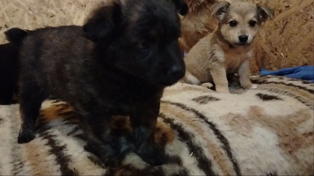 Piękne bąbelki do adopcji