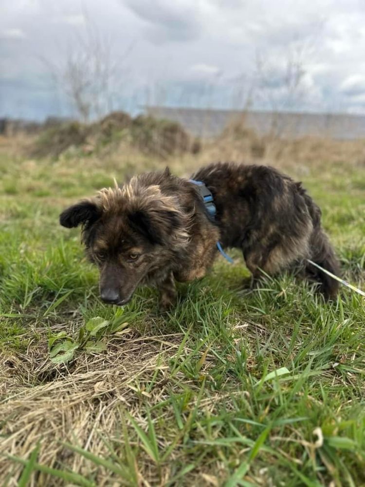Regi szuka domu! Slodki pies, adopcja