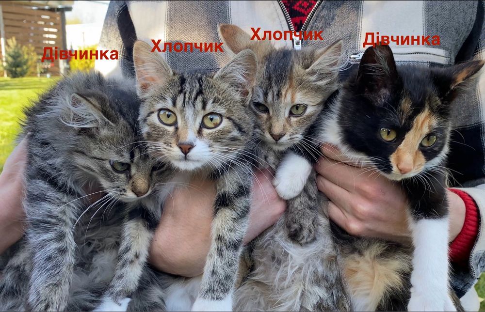 Кошенята в хороші руки