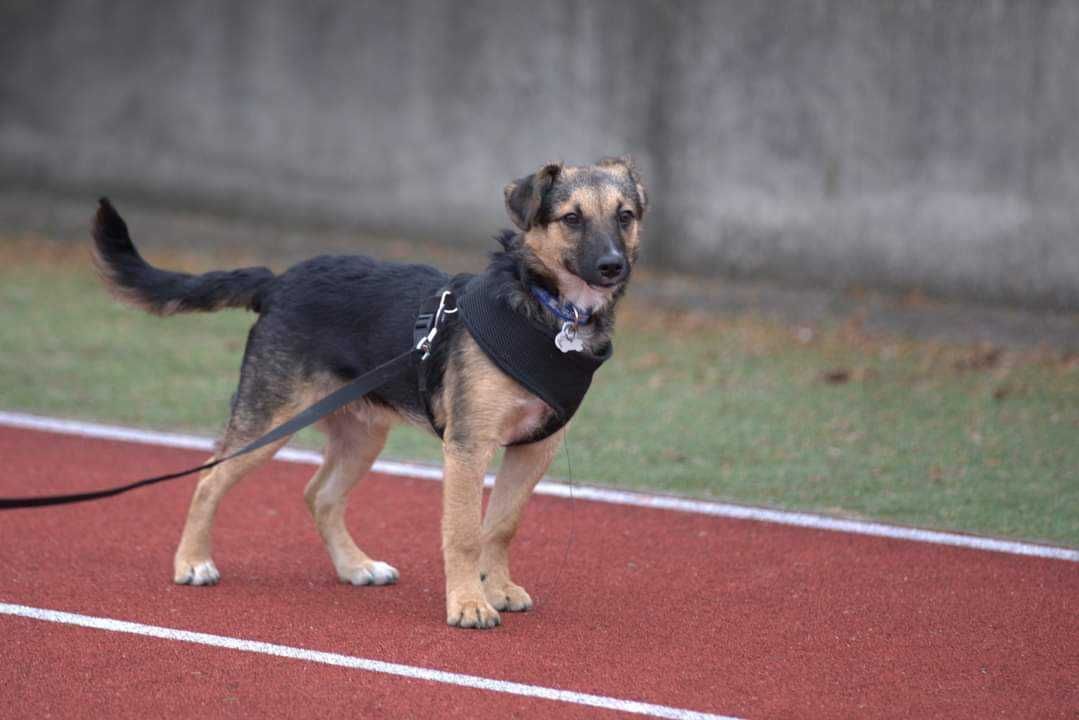 Słodki Asan do adopcji