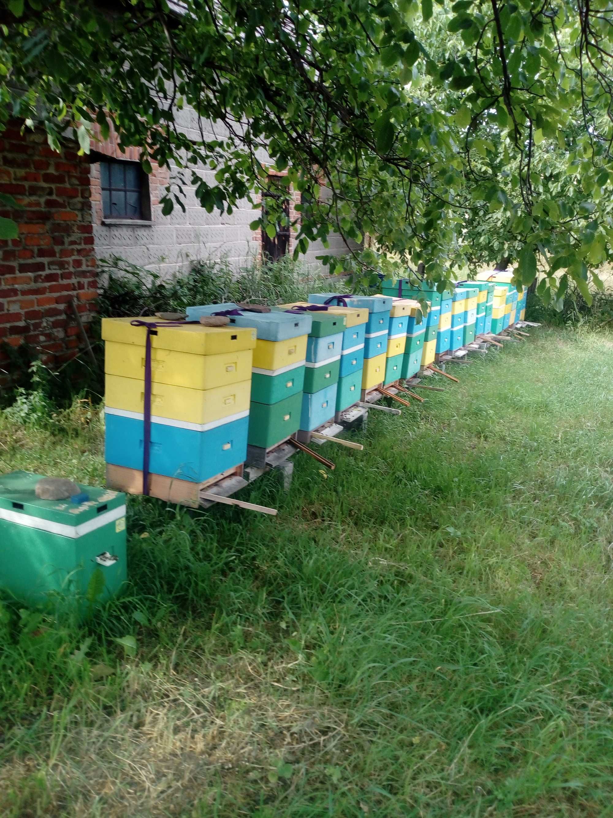 Odkłady Pszczele. Matki Pszczele.Pszczelarstwo. Pszczoły