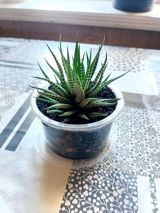 Хавортія смугаста — сукулент