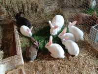 Samica razem z 6 młodymi, króliki