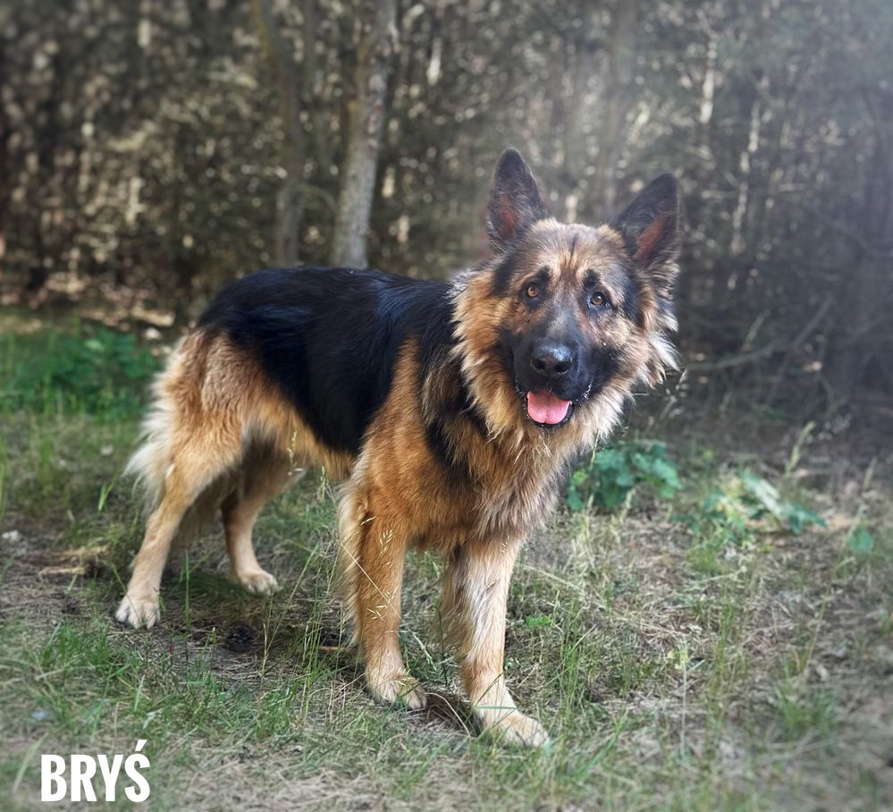 Piękny, 2 letni owczarek niemiecki Bryś do adopcji