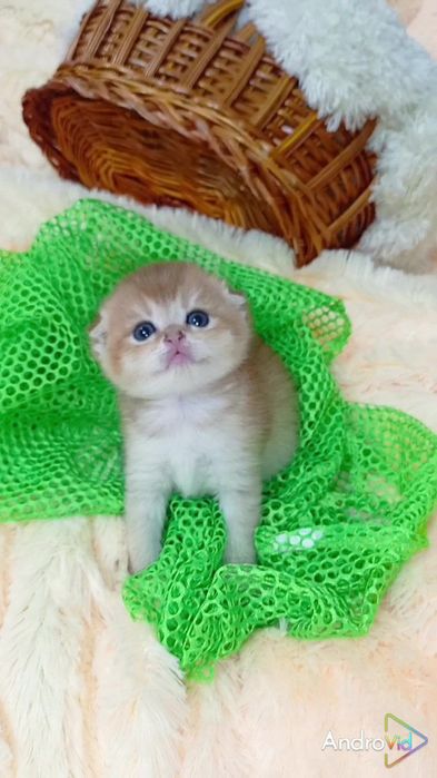 Нежная девочка золотая шиншилла. Шотландская вислоухая