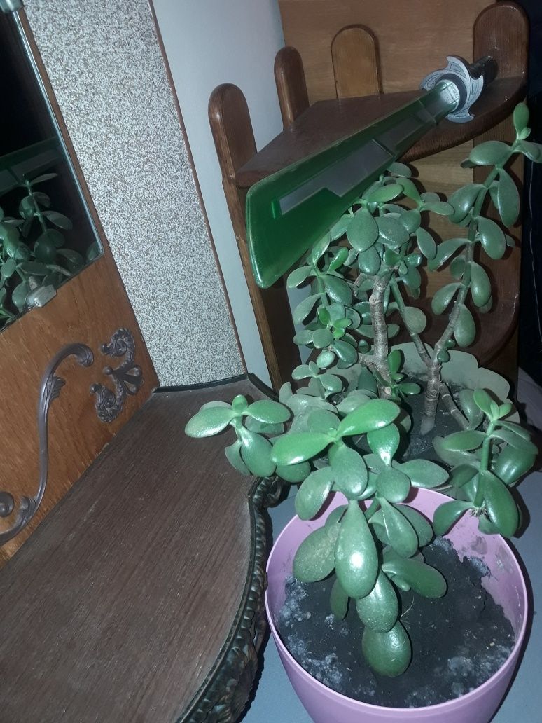 Грошове дерево з Епіцентріка