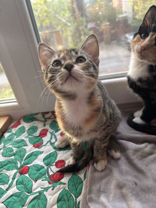 Отдам в добрые руки девочки