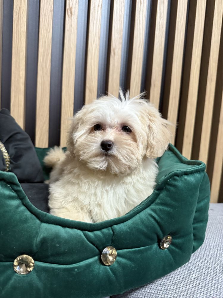Maltipoo F1 GOTOWE DO ODBIORU tata pudel toy, mama maltańczyk